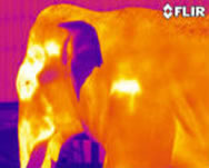 IRelephant1