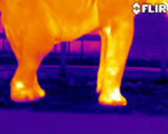 IRelephant3